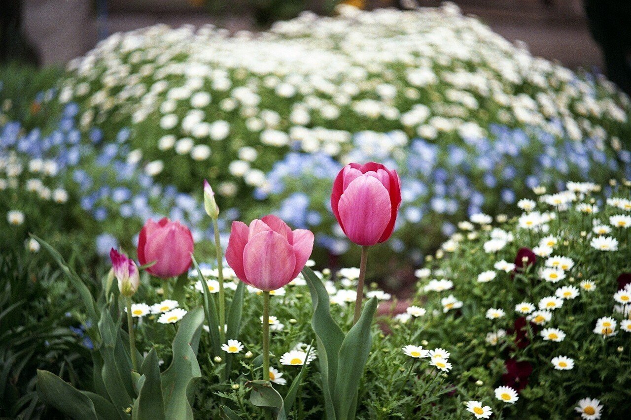 レンジファインダー機で中望遠(3)｜robert_oku