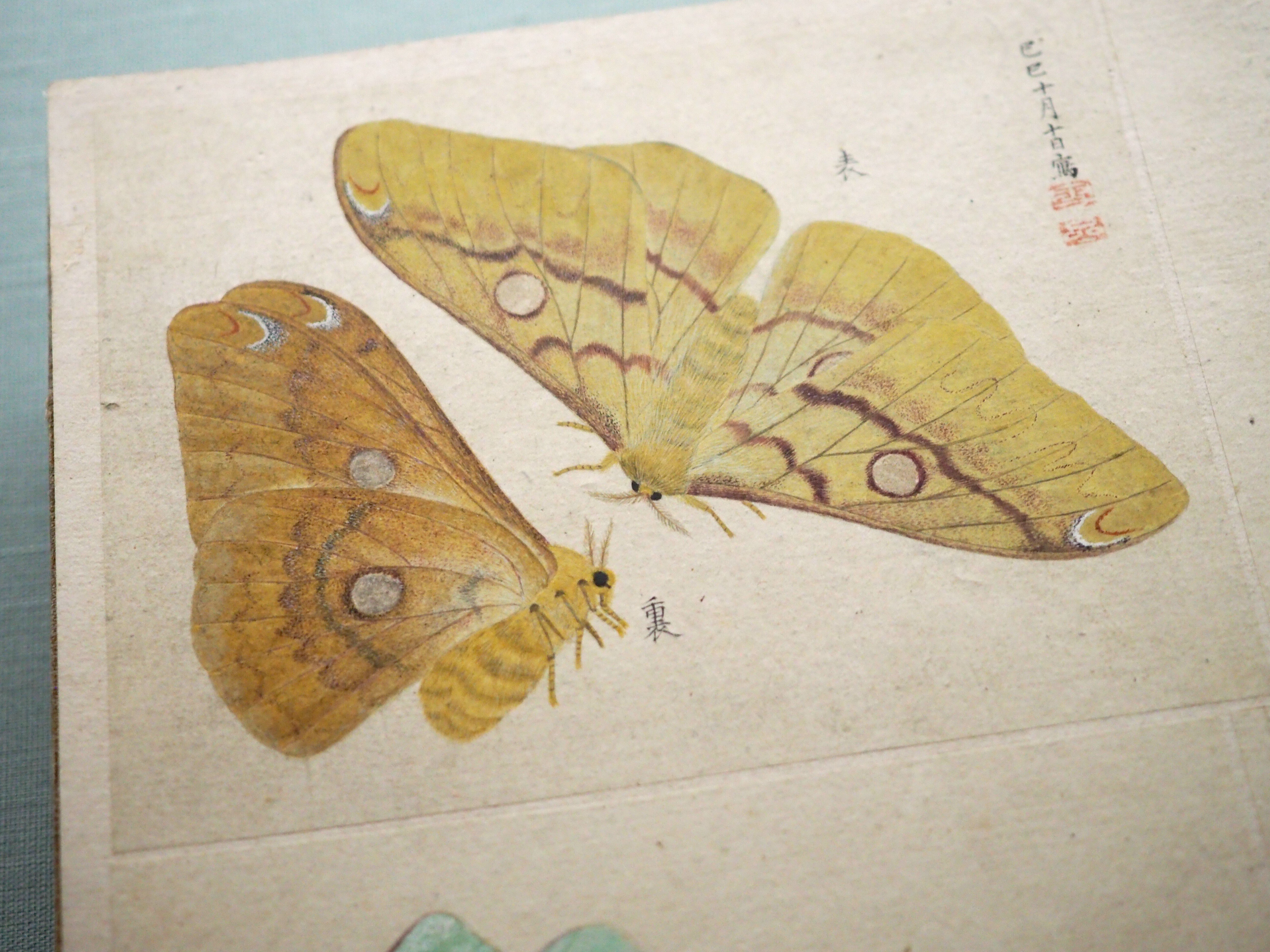 江戸時代に殿様が描いて作った虫の図譜……蟲を愛した増山雪斎さん
