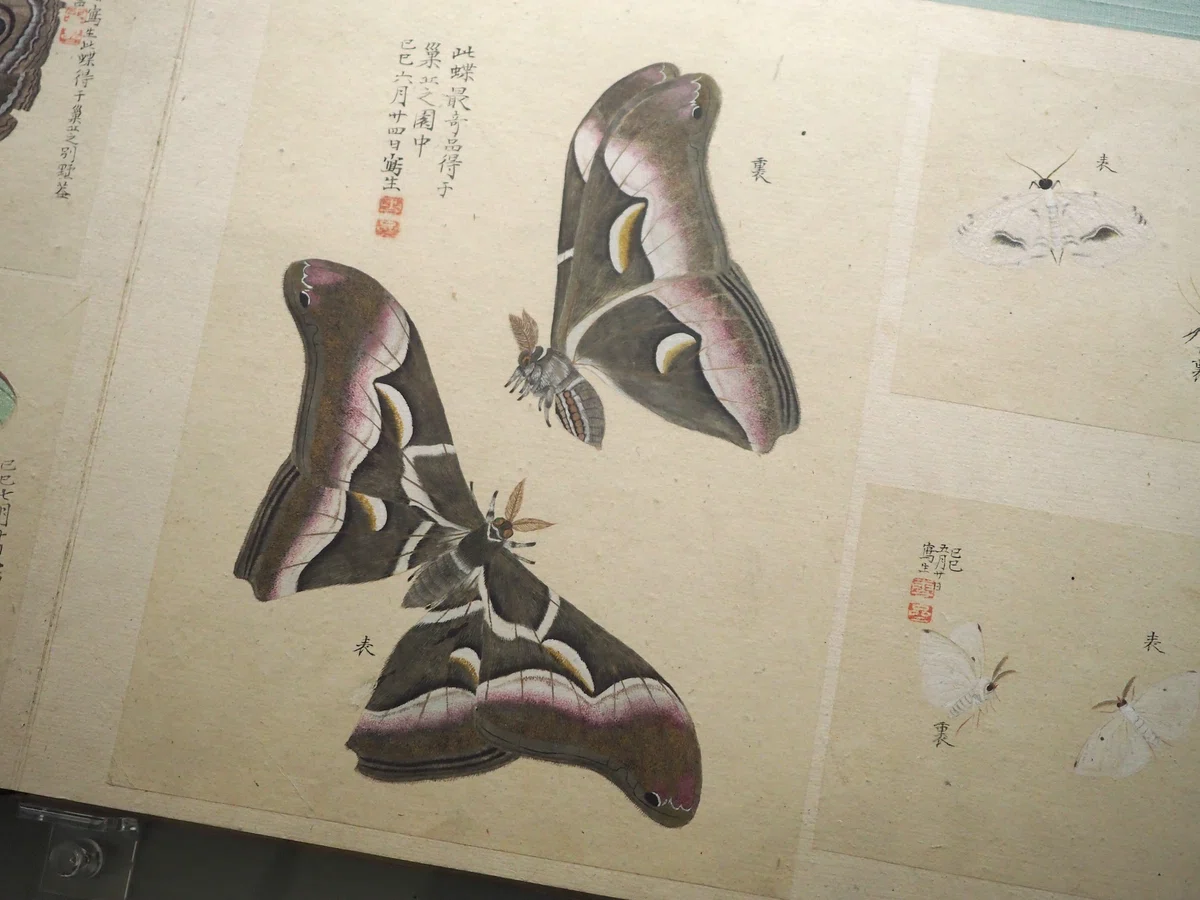 江戸時代 中〜後期 大名 文人大名 増山正賢 増山 雪斎 掛軸 書画（江戸 