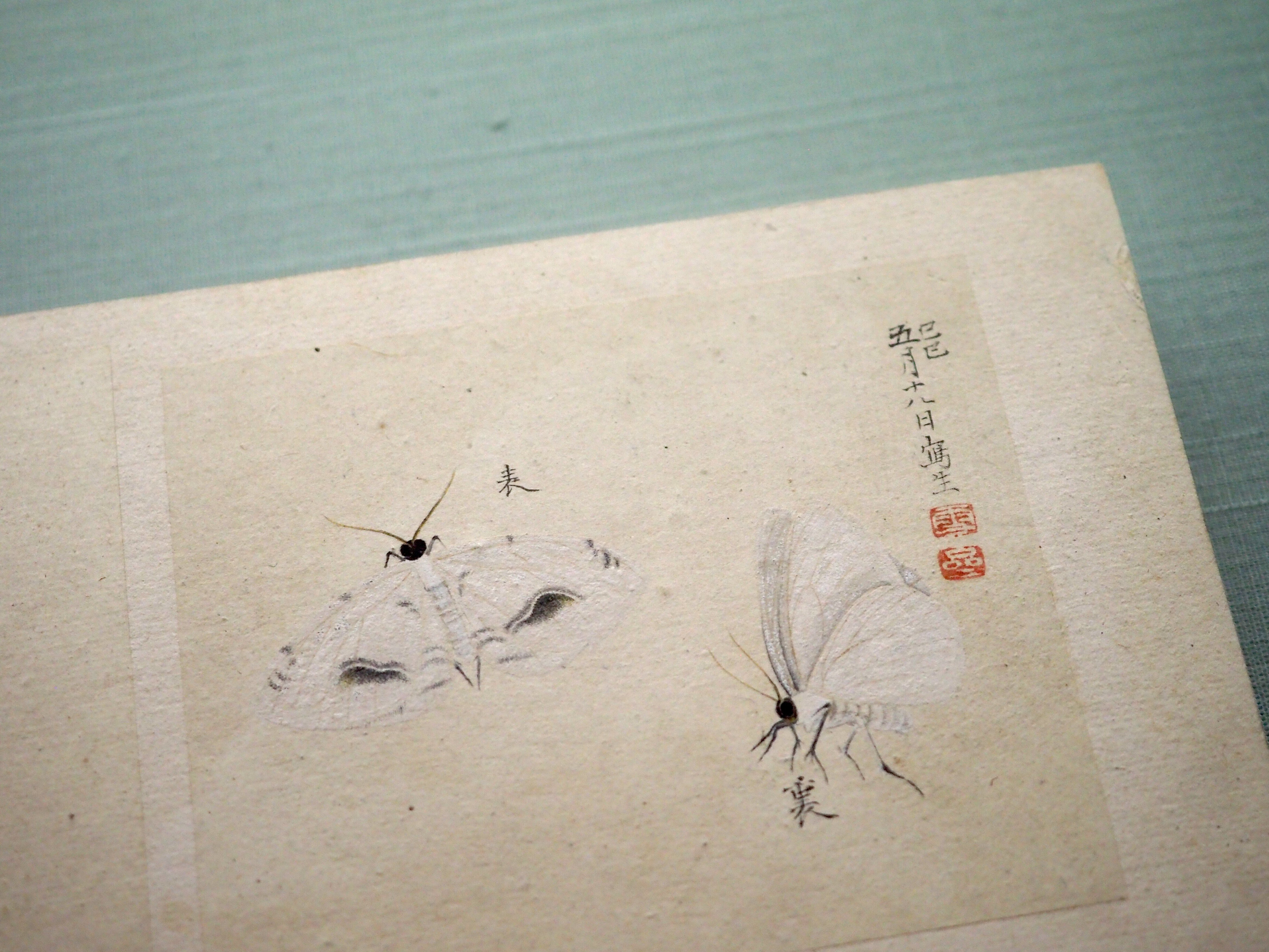 江戸時代に殿様が描いて作った虫の図譜……蟲を愛した増山雪斎さん 江戸時代に殿様が描いて作った虫の図譜……蟲を愛した増山雪斎さん