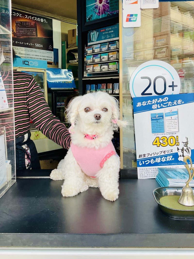 看板犬わんじゅ、きらりママ⭐️