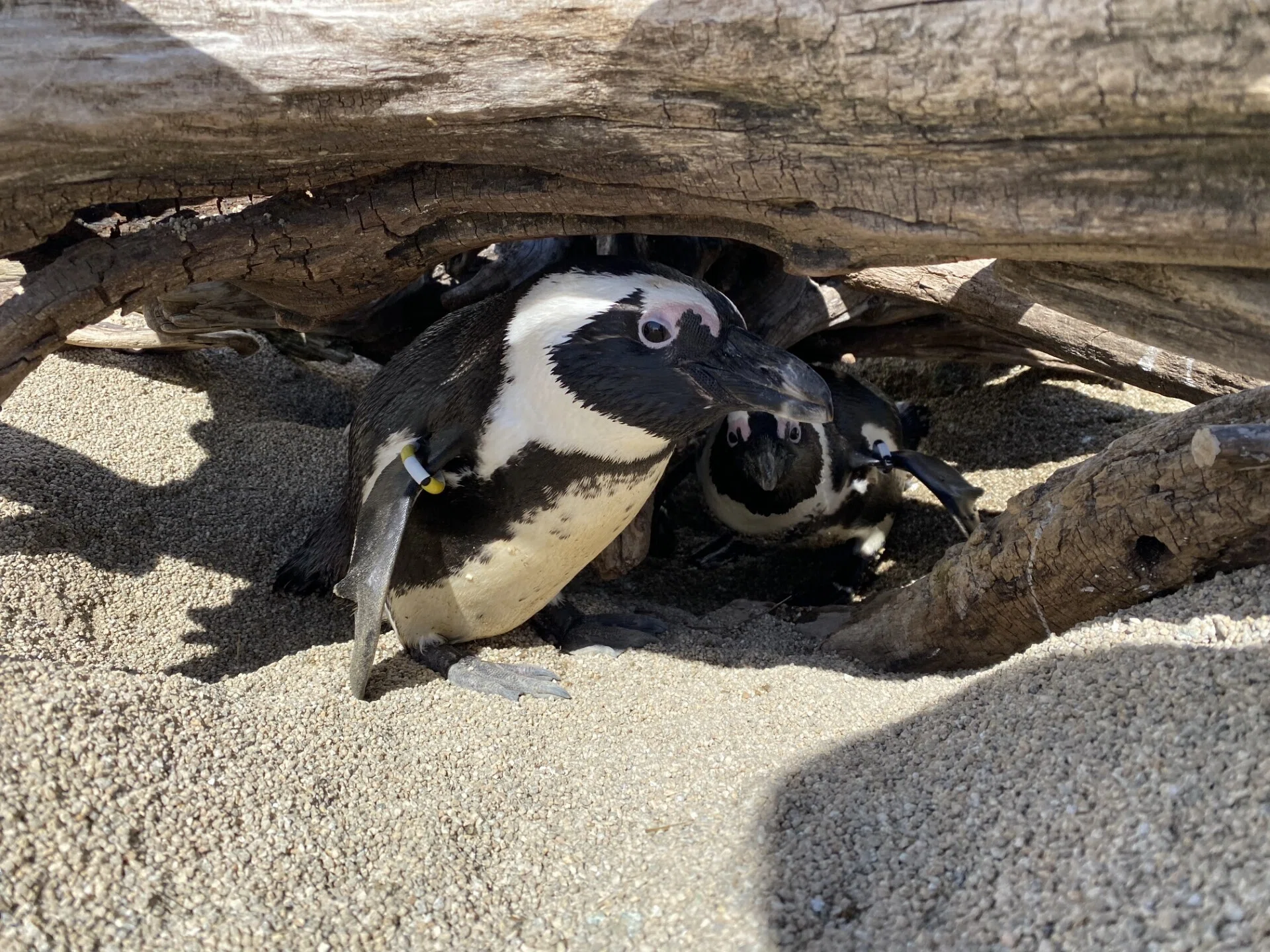 ペンギン隠れ家大作戦｜仙台うみの杜水族館
