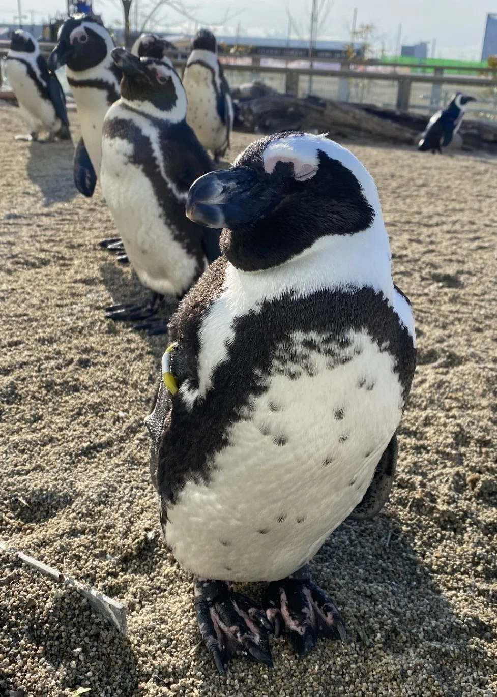 ペンギン隠れ家大作戦｜仙台うみの杜水族館
