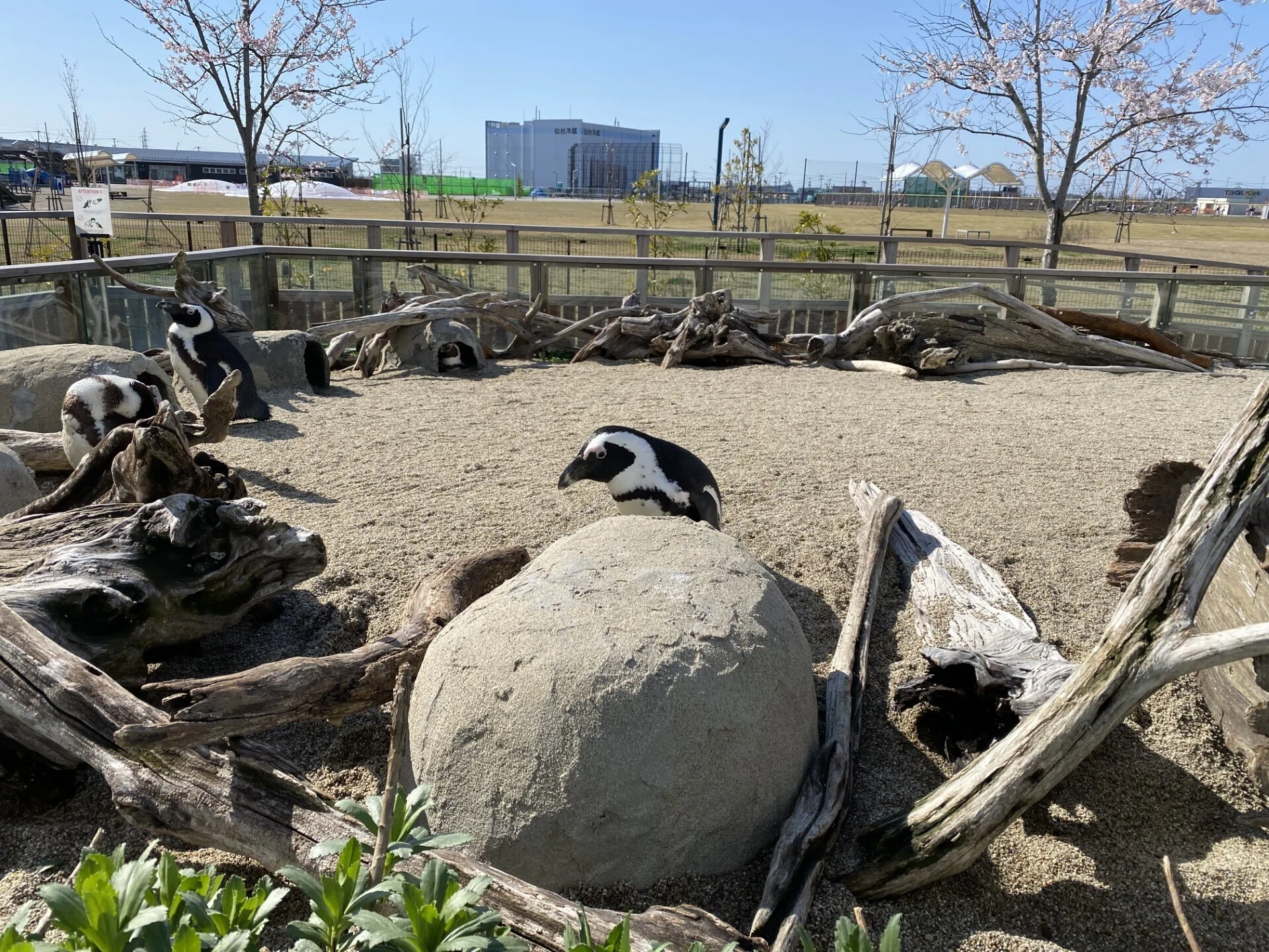 ペンギンネコアアム追加写真確認用 ペンギンネコアアム追加写真確認用の通販はau PAY マーケット - 輸入