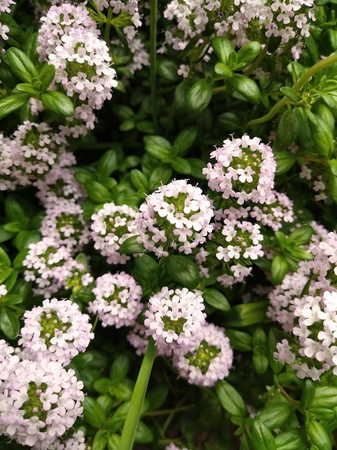 朝庭しごと。この陽気で花がポンポンに咲きまくっています。虫も蜜を採るのが楽しそう。でも雑草がもっと凶悪に伸びまくっているので段ボールマルチに手を出しました。（段ボールを雑草スペースに敷いて枯らす方法。）良いお休みを💕　#私のガーデン果てるまで　＃園芸 #TLを花でいっぱいにしよう