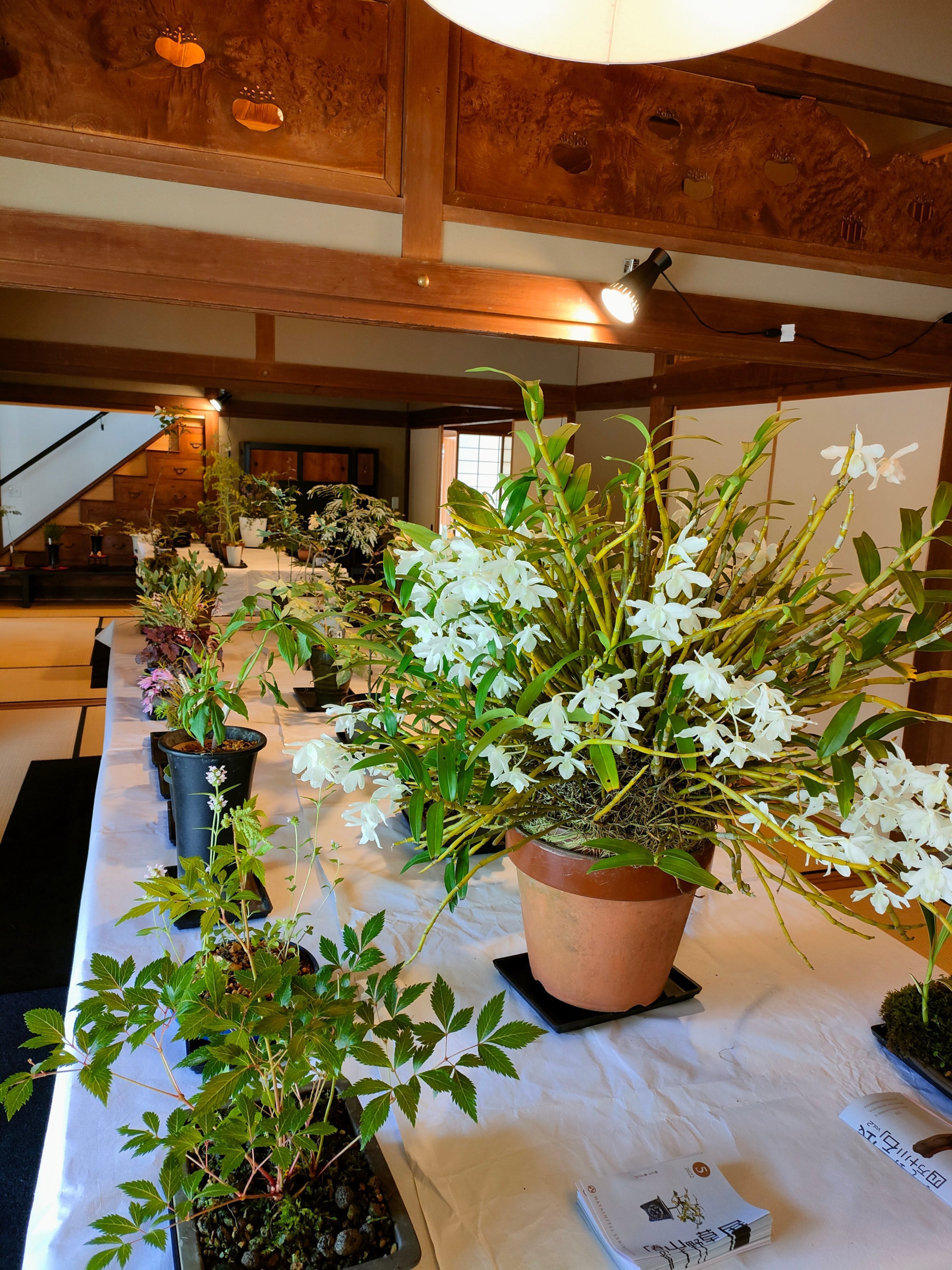 春の山野草と四万十川石展vol.4 R6.5.14(火)～5.19(日) 暮らしに草花を