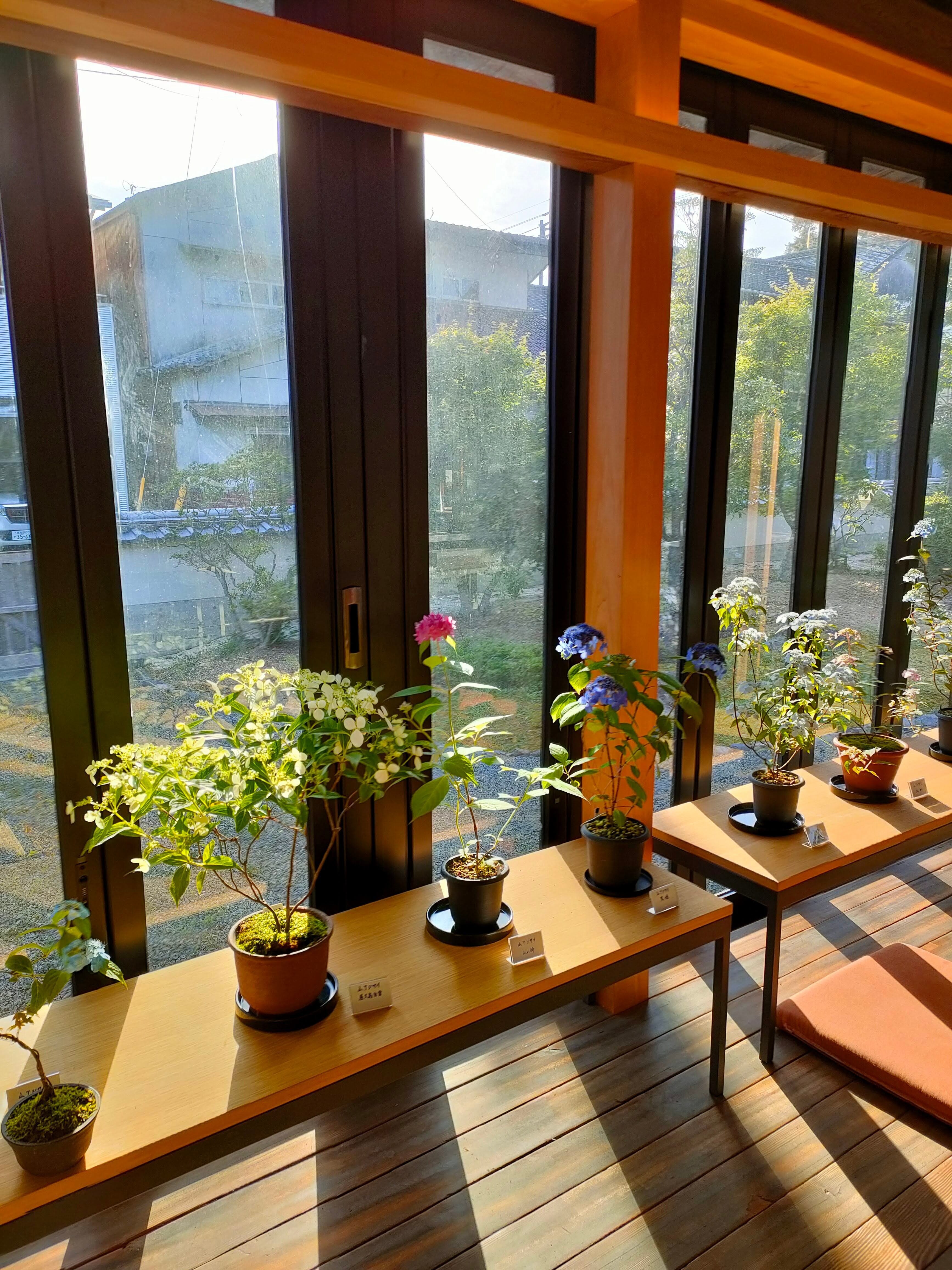 春の山野草と四万十川石展vol.4 R6.5.14(火)～5.19(日) 暮らしに