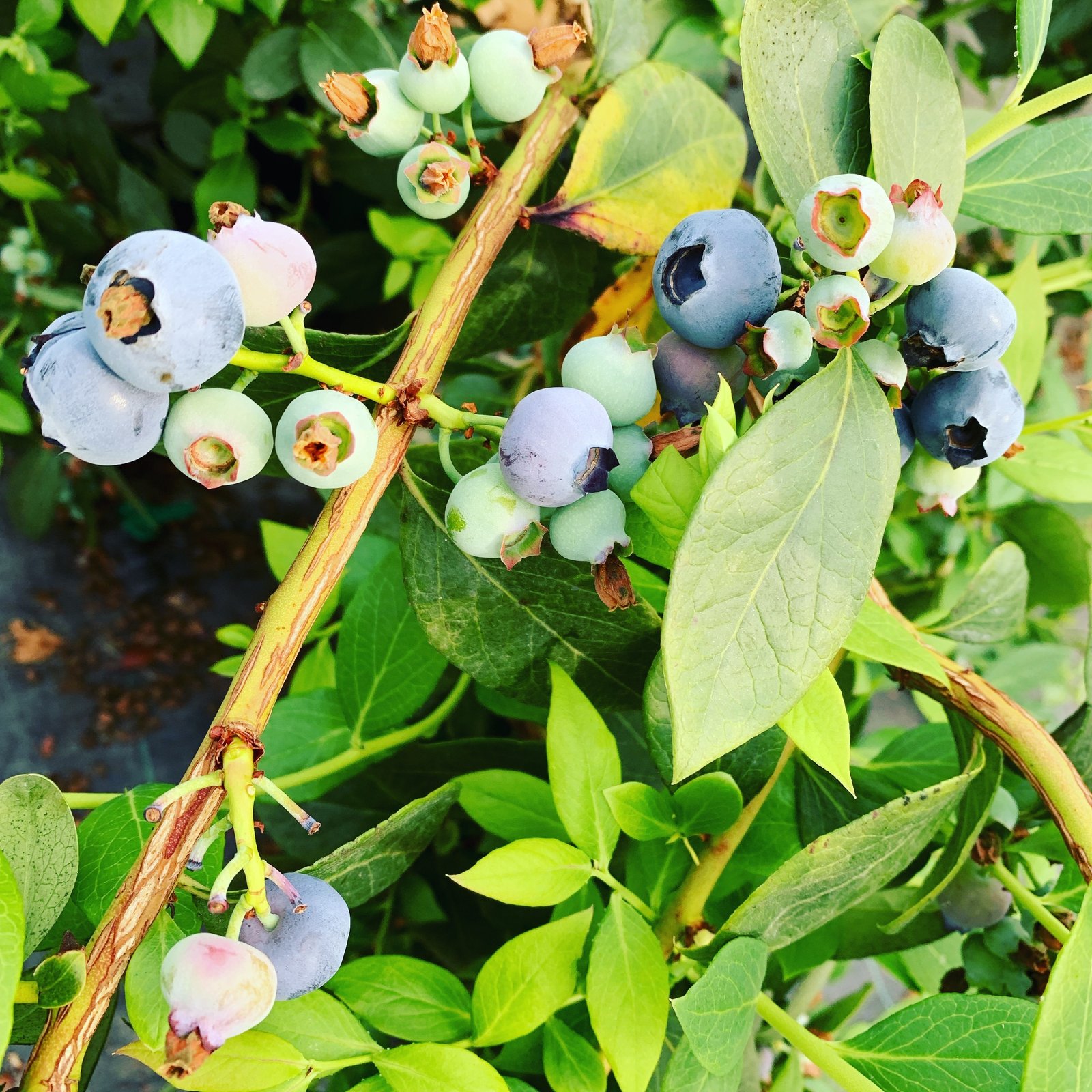 ブルーベリー苗 デライト （ビッグデライト） ラビットアイ系 大苗 9号  