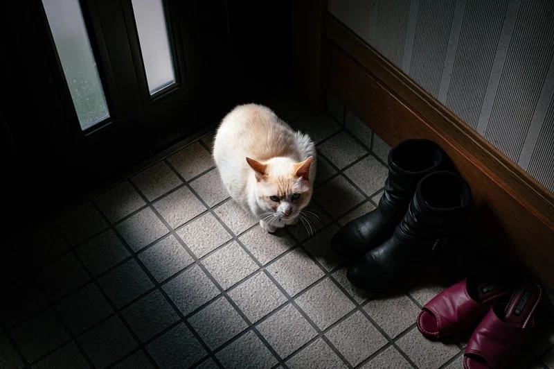 落ち込んでいる様子の猫