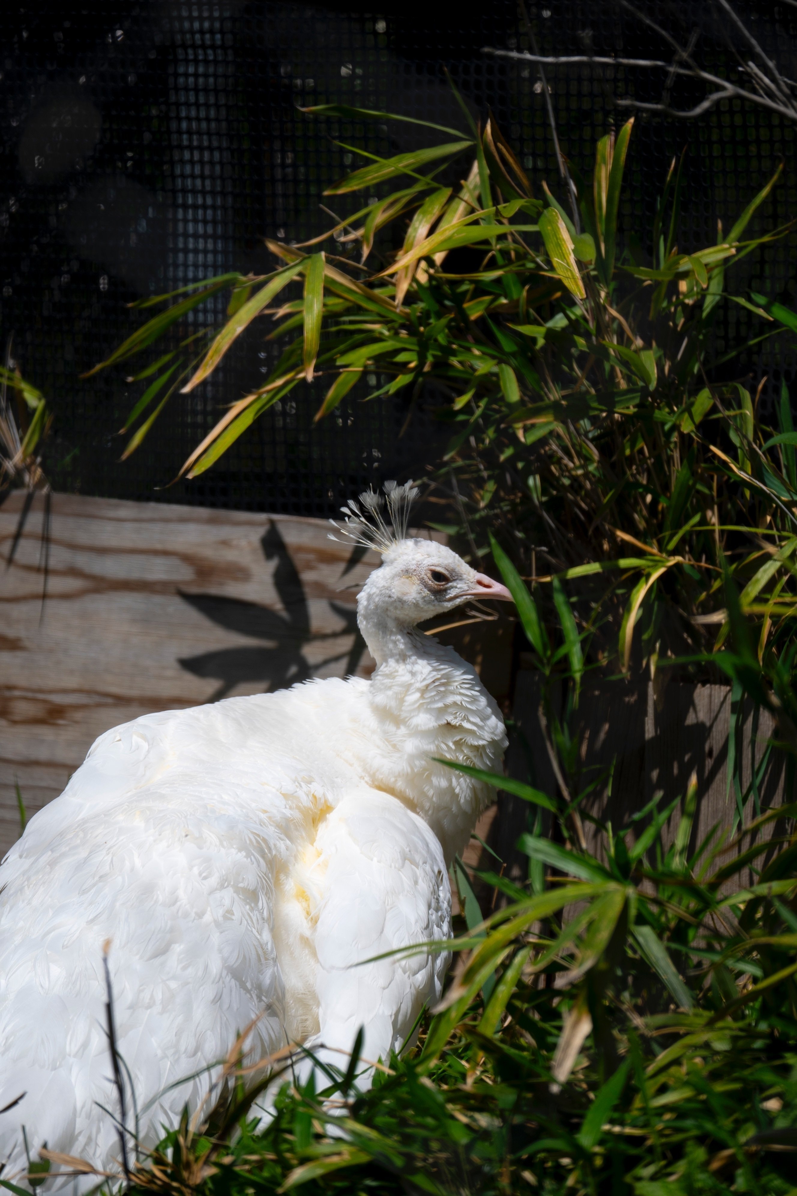 東武動物公園へ。 ｜ Nikon Zf｜yoriknit
