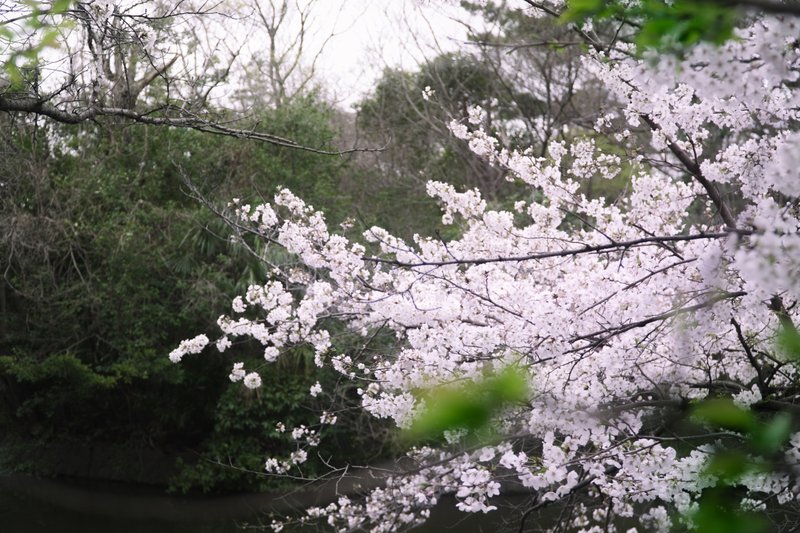 武蔵関公園の桜の写真