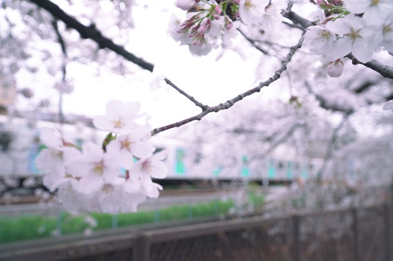 西武新宿線と桜の写真