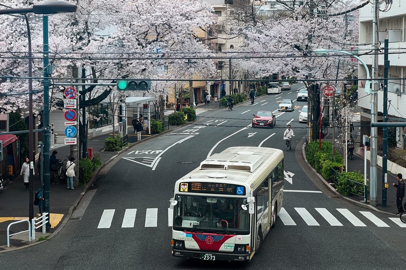 中野通りの桜の写真