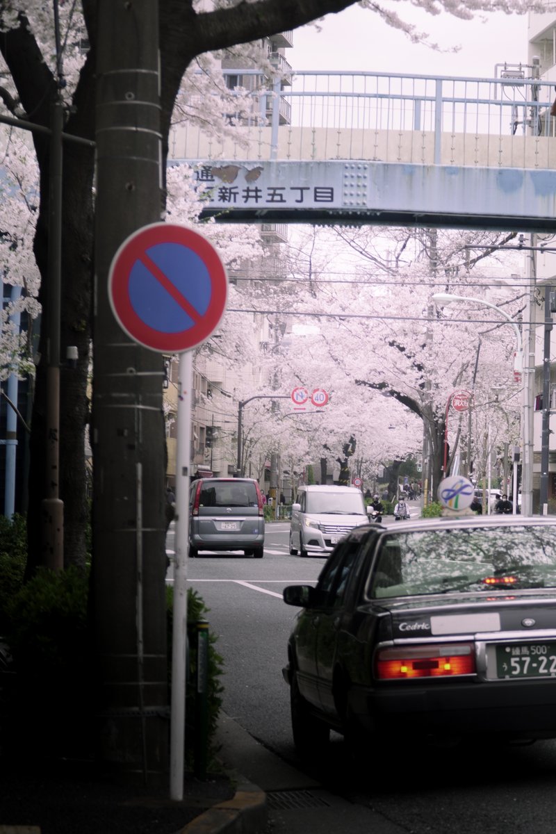 タクシーと中野通りの桜の写真