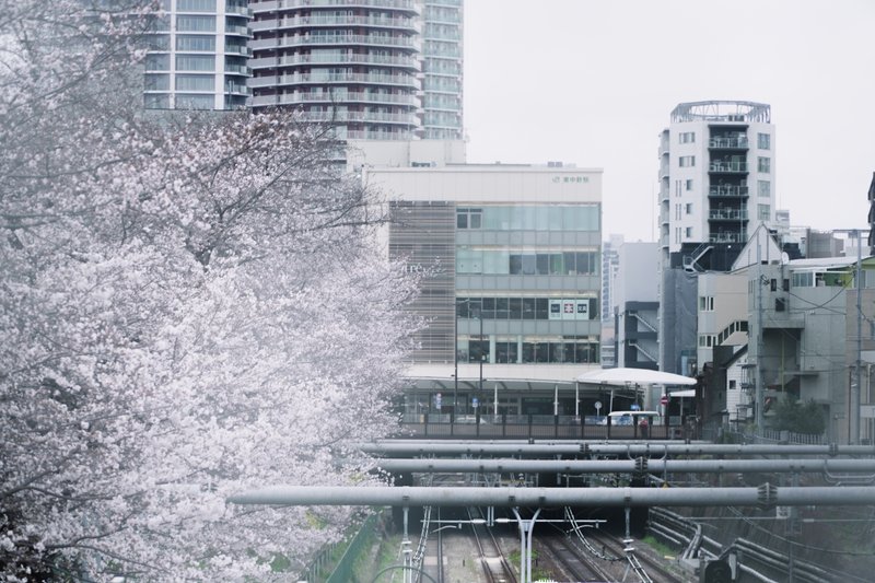 桜と東中野駅