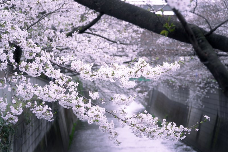神田川と桜の写真
