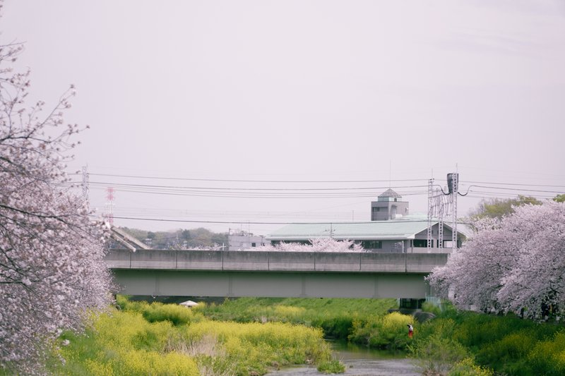 黒目川と桜の写真