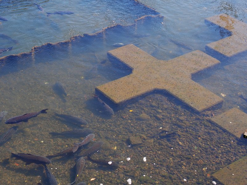 毎年、桜の時期が近づくと、川に小魚の群れが見える