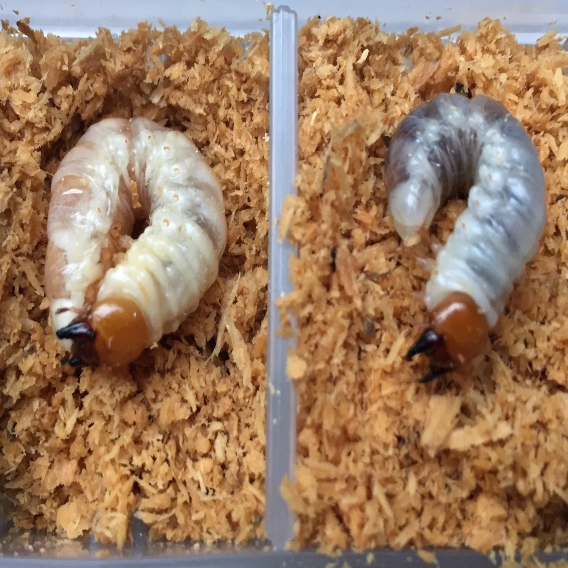 ヘッド・カプセルは三度死ぬ｜kyogoku oakwagata