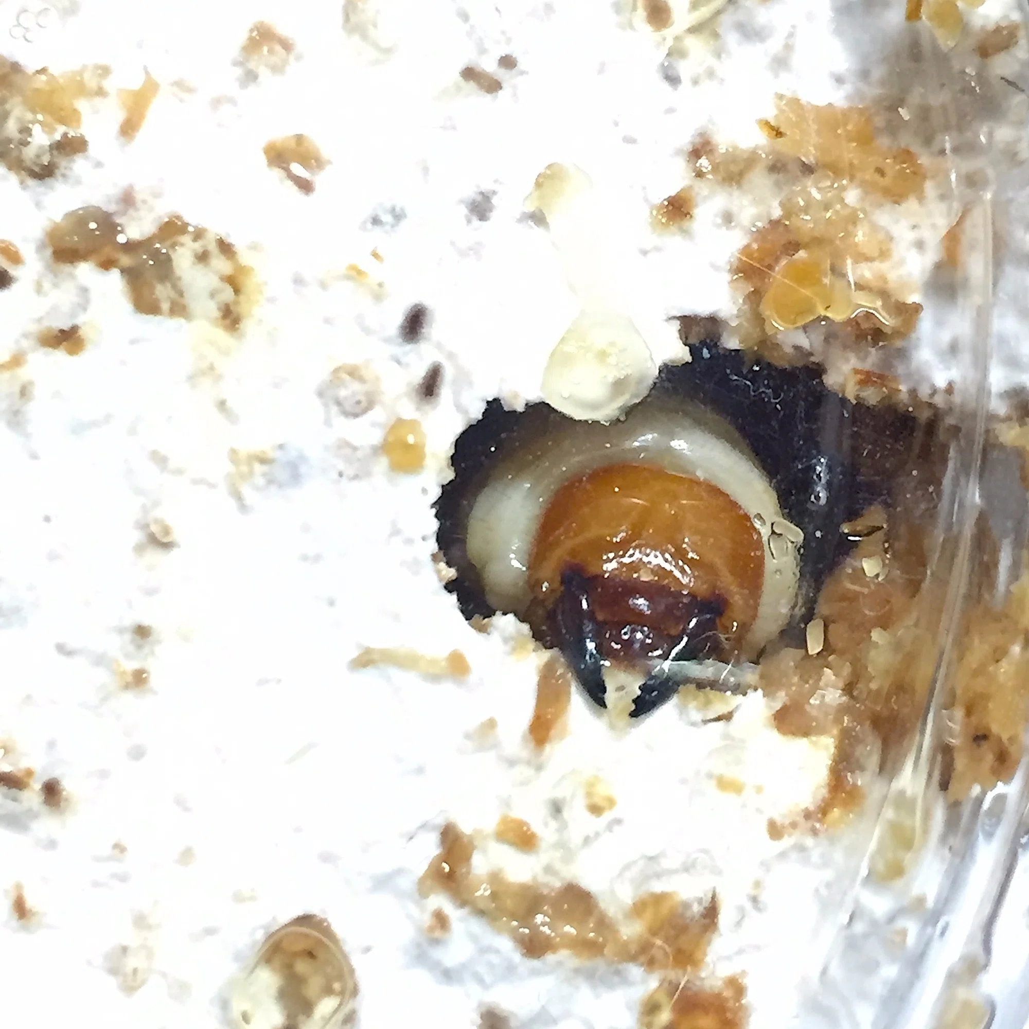 ヘッド・カプセルは三度死ぬ｜kyogoku oakwagata