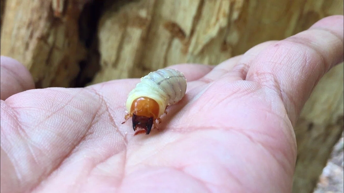 ヘッド・カプセルは三度死ぬ｜kyogoku oakwagata