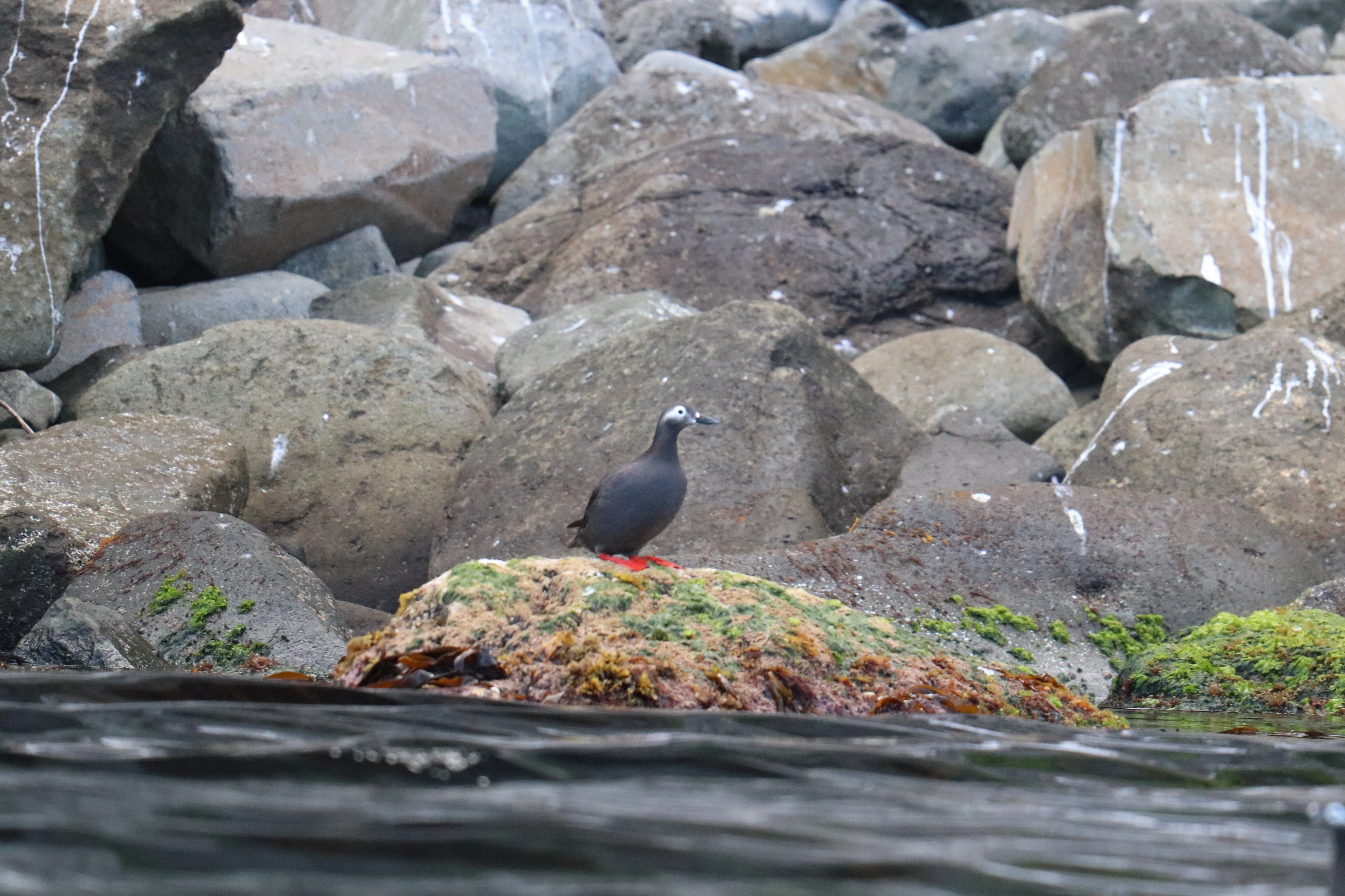 海鳥の楽園 天売島に行ってきた！リターンズ｜のぞむ
