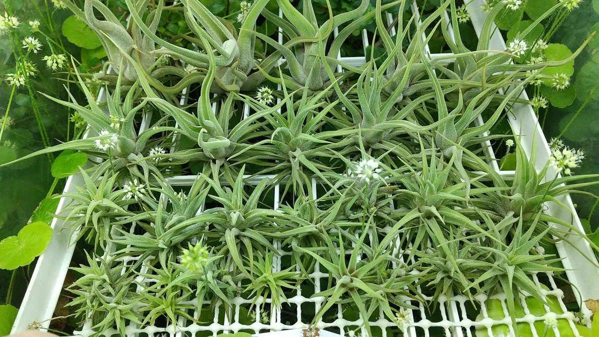 Tillandsia 養える atoroviridipetala ゴーダ博士実生株