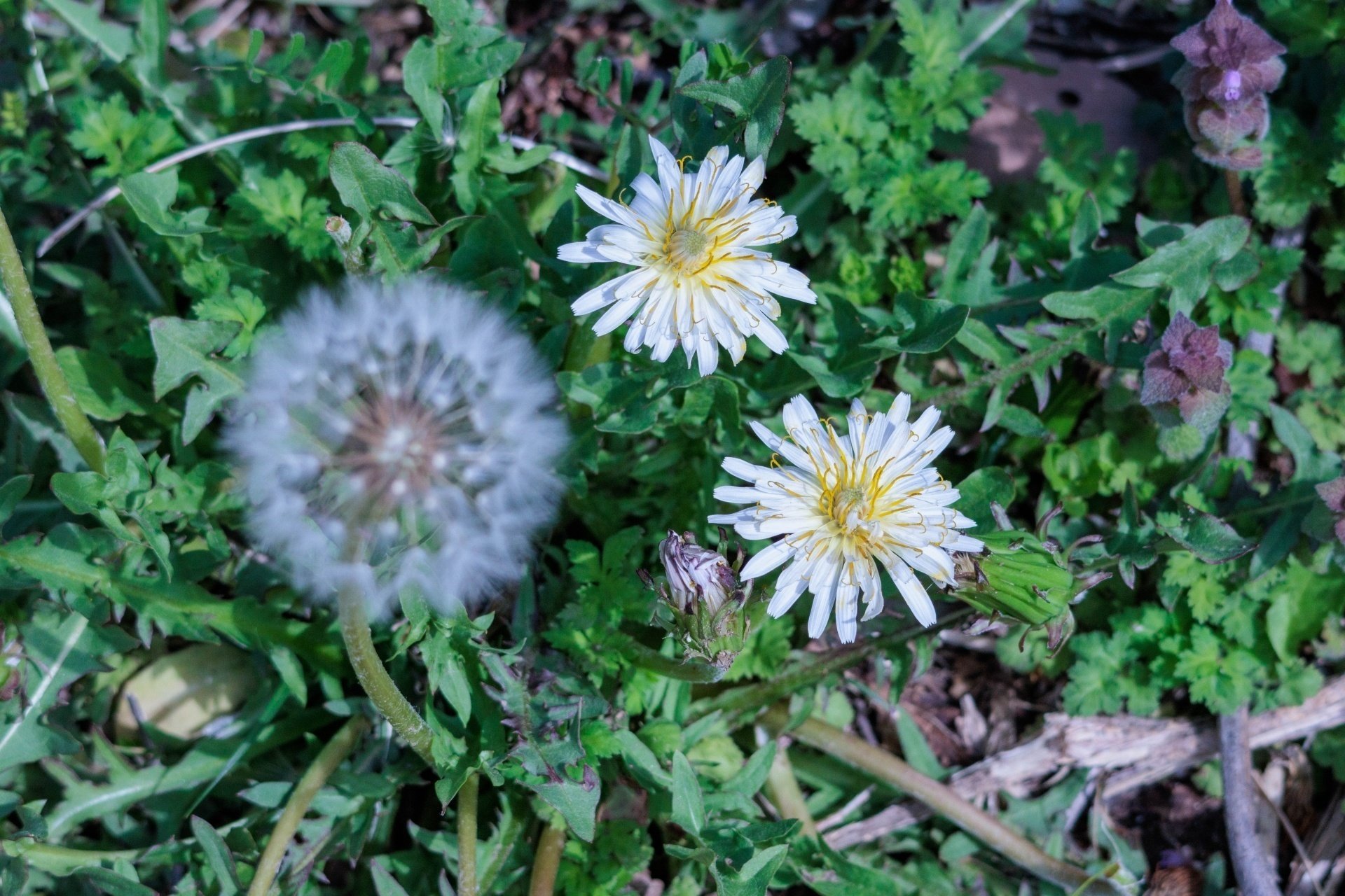 たんぽぽと白秋｜鈴木咲子/ Sakiko Suzuki