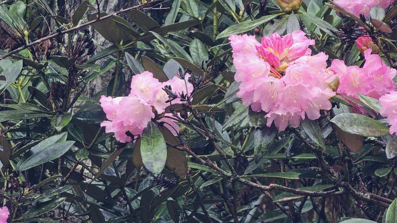 里山オープンガーデンかの２０２４に参加の「シャクナゲの庭　山本」では、その名のとおりシャクナゲがきれいに花を咲かせていました。