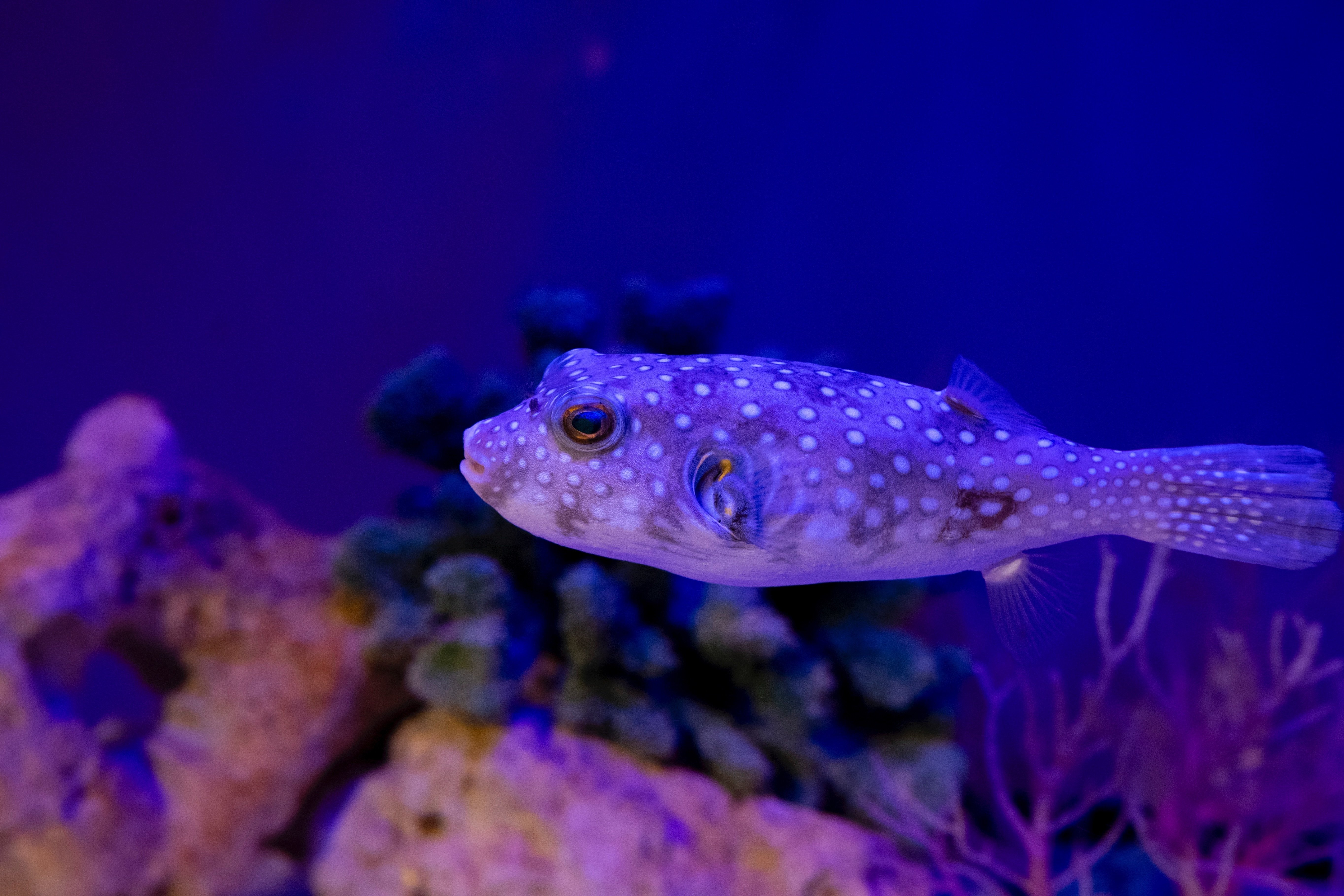 Nikon さかなクン 群青を泳ぐ ⁡ ⁡ #水族館 #aquarium #Nikoncreators #Nikon