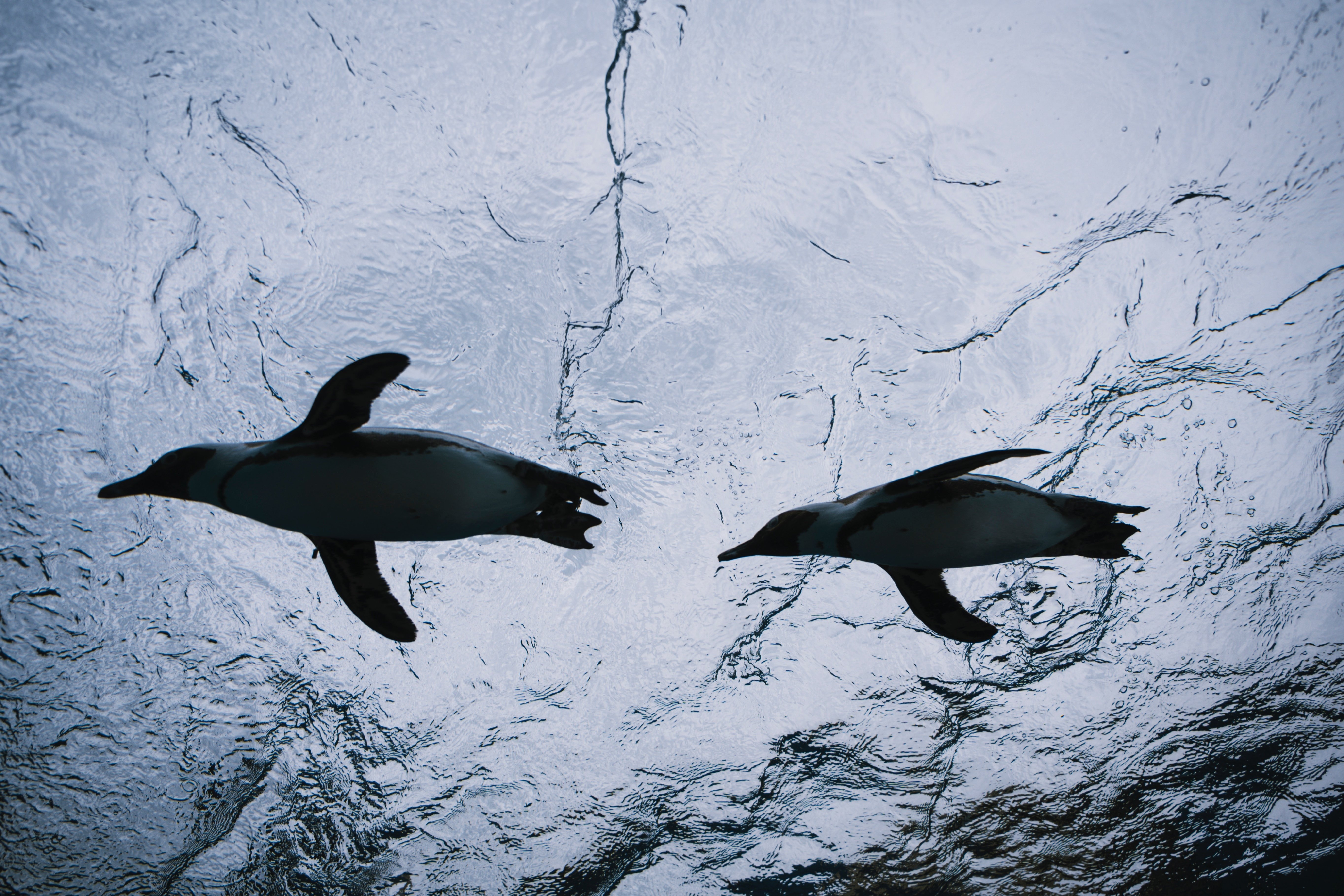 Nikon さかなクン 群青を泳ぐ ⁡ ⁡ #水族館 #aquarium #Nikoncreators #Nikon