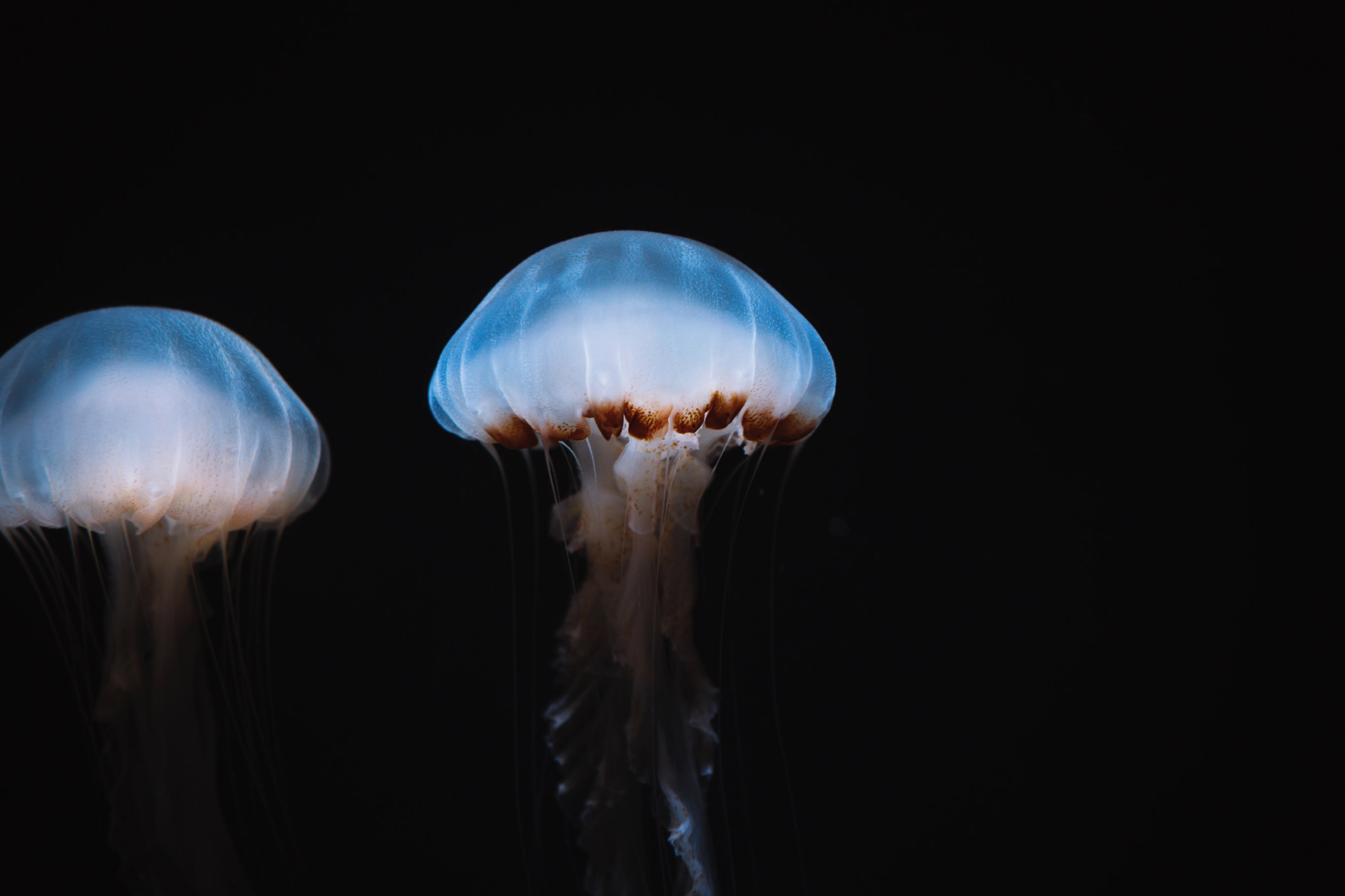 サンシャイン水族館へ。 ｜ Nikon Zf｜yoriknit