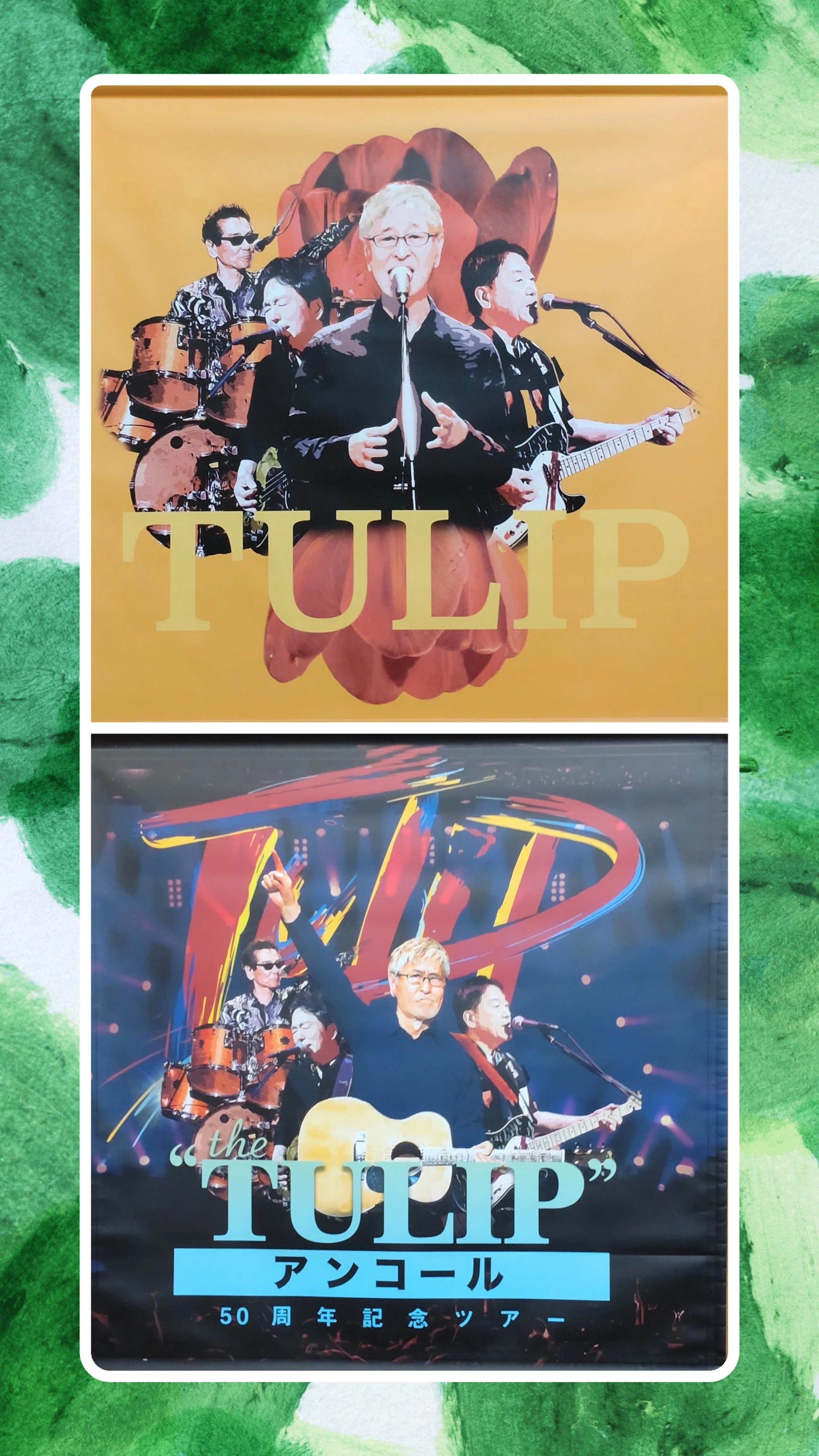 TULIP アンコールツアー🌷 ～私のアイドル ～｜haruli （ハルリ）