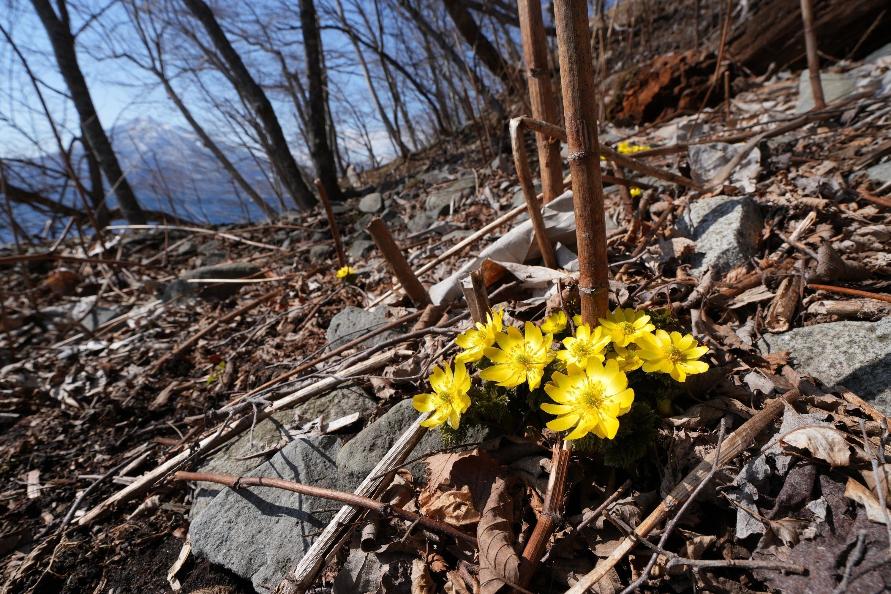 北海道初の福寿草（2024年3月31日記）｜風景写真 四季の山旅