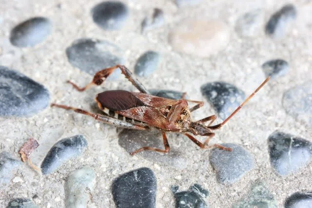 スタッフがカメムシ3種の匂いを嗅いでみた！｜竜洋昆虫自然観察公園