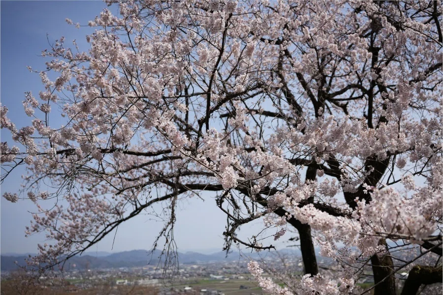霞間ヶ渓と粕川の桜｜紫苑の始まり