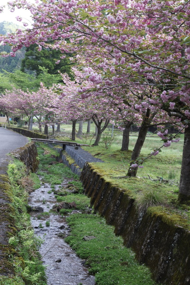 みつまたの花とシャガの花で有名な隣町の老富。みつまたの花の時期が終わり、シャガの花はまだ咲いていないという狭間の時期です。その間を埋めるように八重桜が満開でした。