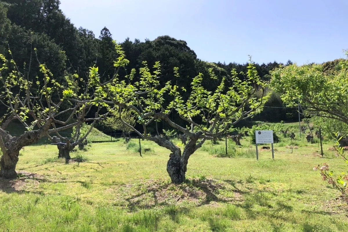 JA掛川市が主催！栗の樹の剪定講習会に参加しました｜和栗協議会（遠州