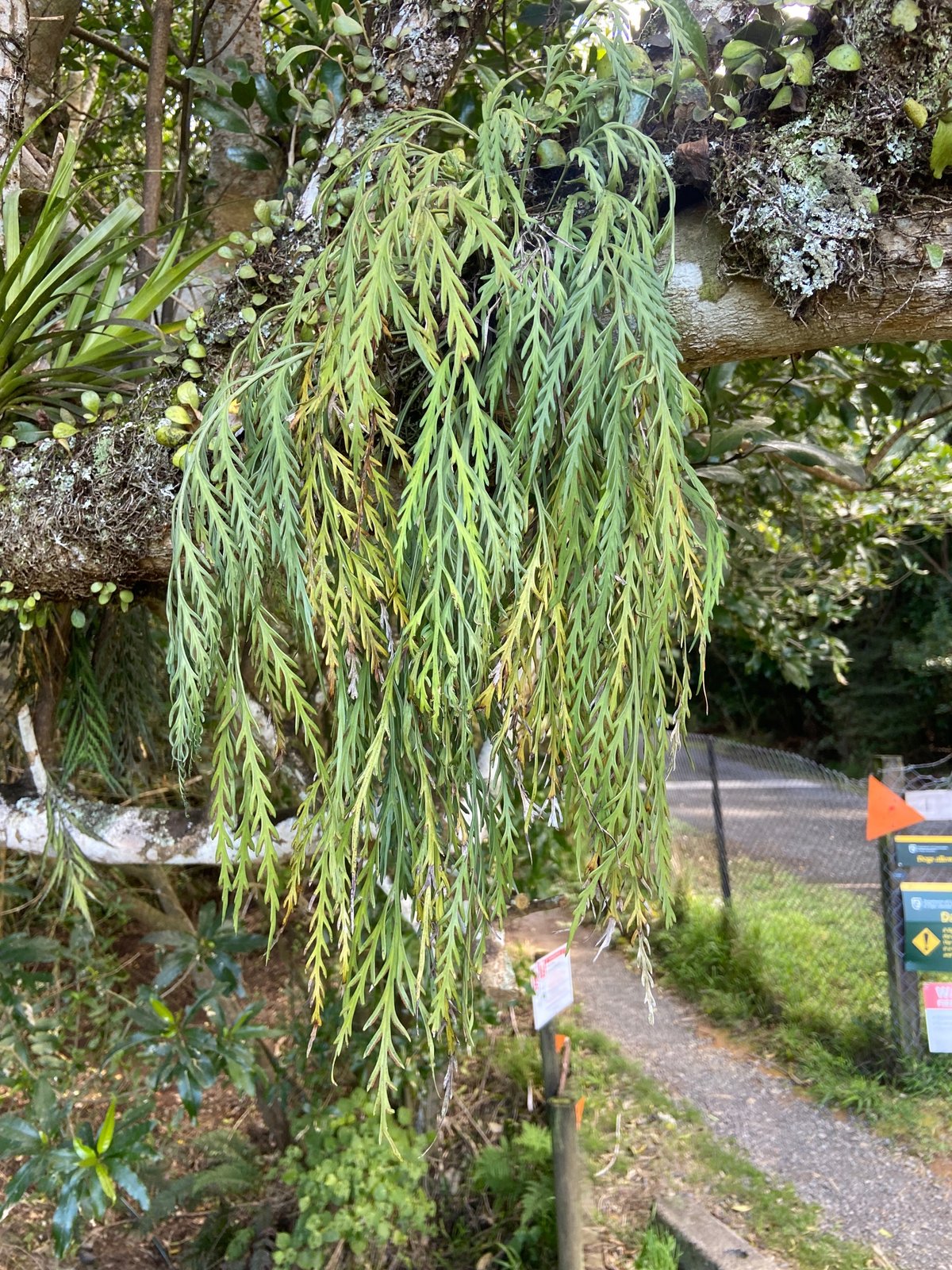 室戸岬 植物｜芹 沓胡, image size:1200x1600