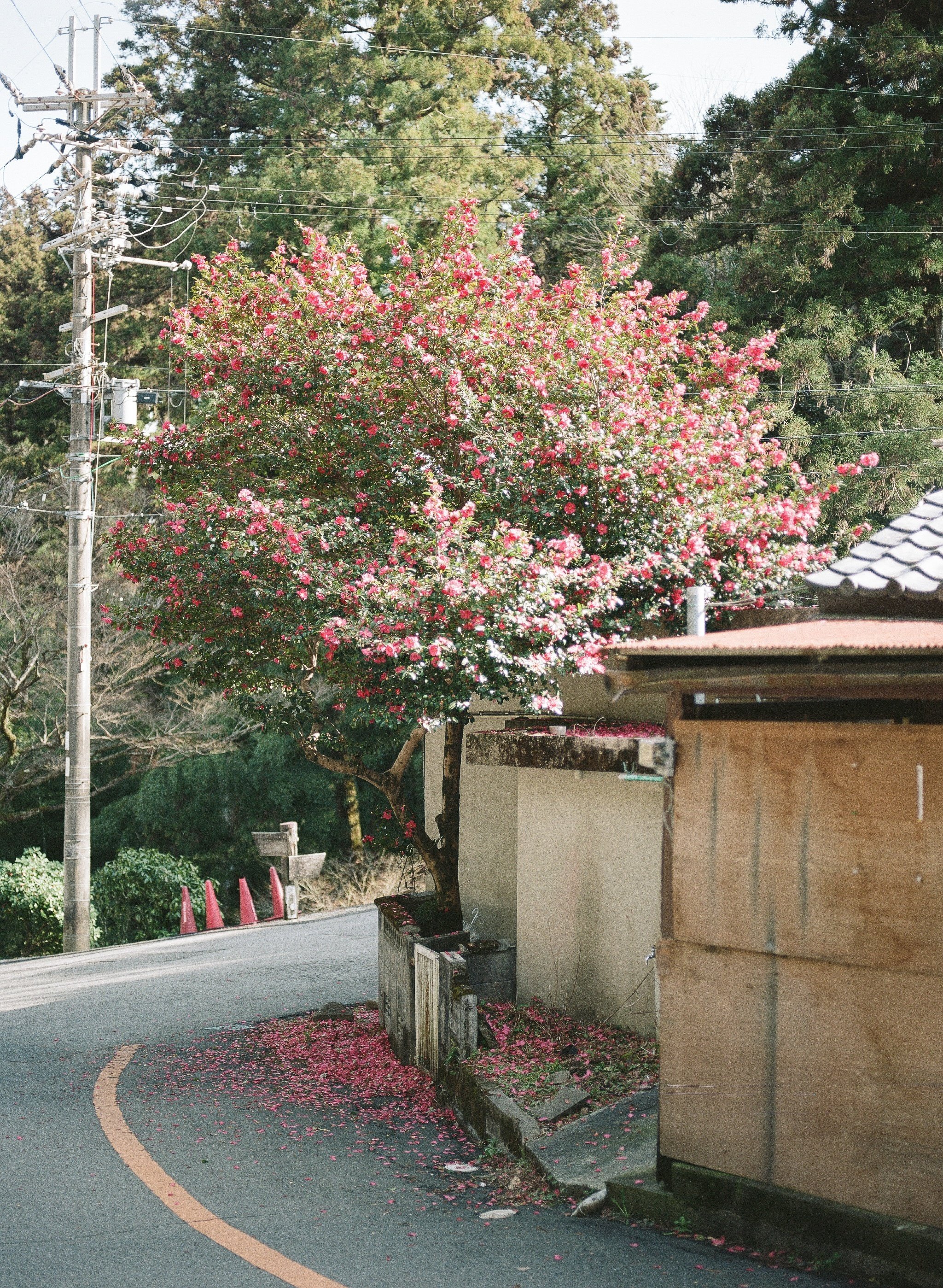 PENTAX 645NⅡ 645nⅡ 75mmレンズ　作例あり 作例レビュー】PENTAX645N II｜ペンタックスのカメラ｜#わたしの