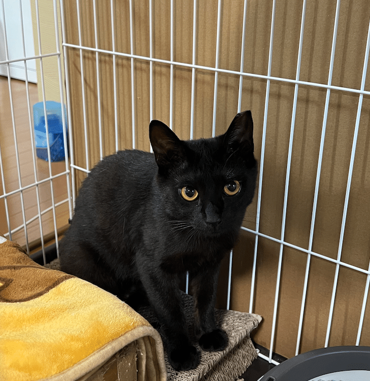 シスポの保護猫活動記録6：黒猫さんの名前は「ルナ」に決定！シスポの