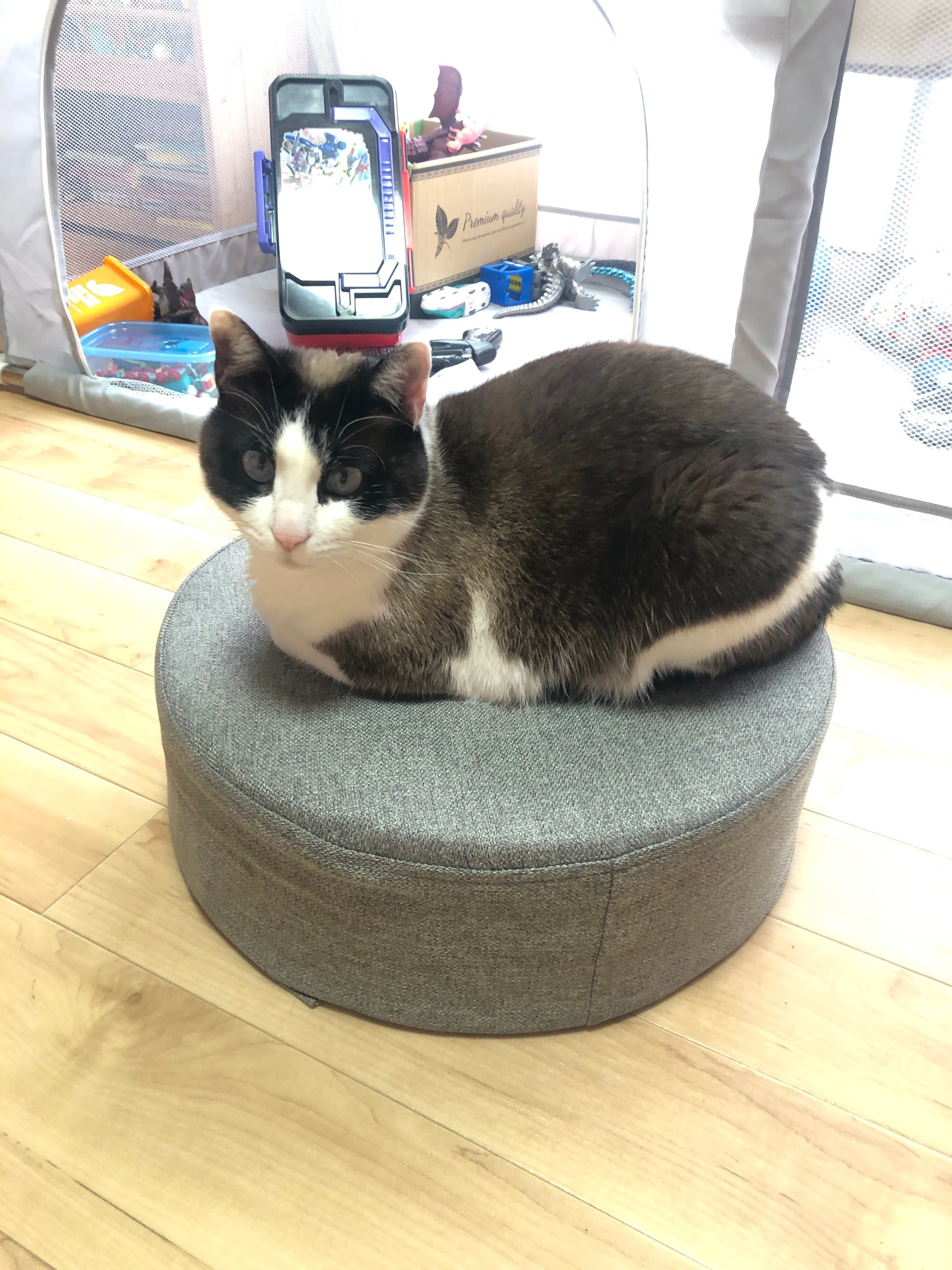 Alexaが教えてくれた、スピカの猫種は｜吉田拓実｜さいこうファーム