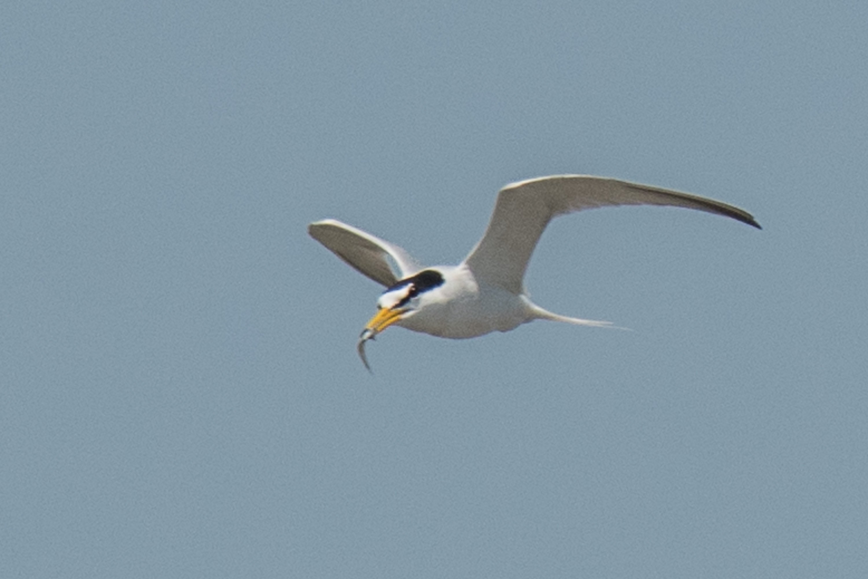 シカゴでバードウォッチング！】 Caspian Tern ｜ローリー