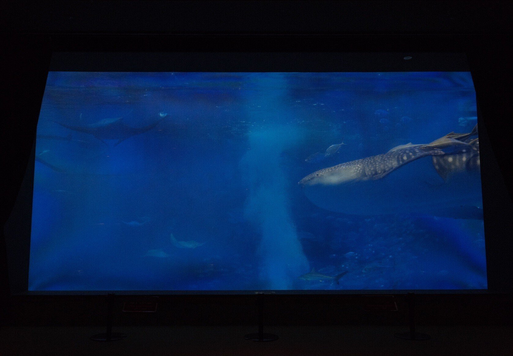 美ら海水族館の意外と知られていない”大水槽”満喫スポットをご紹介し