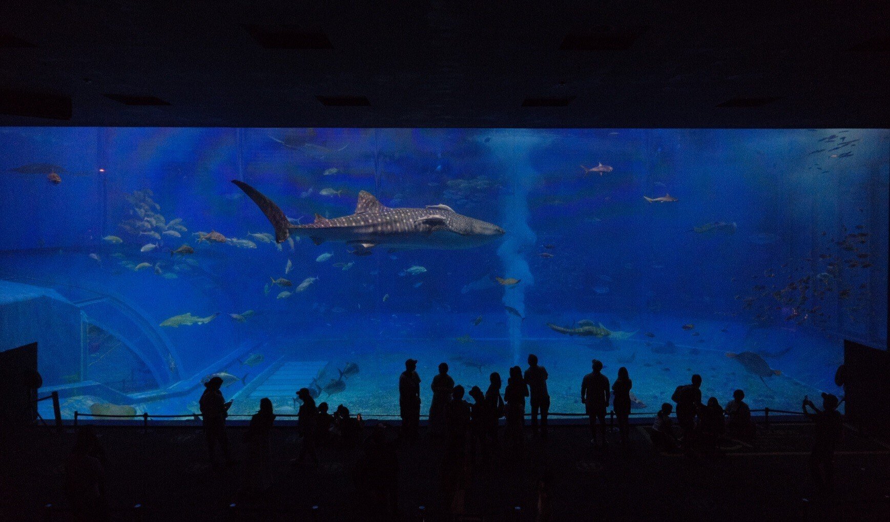 大きな水槽 美ら海水族館の意外と知られていない”大水槽”満喫スポットをご紹介し