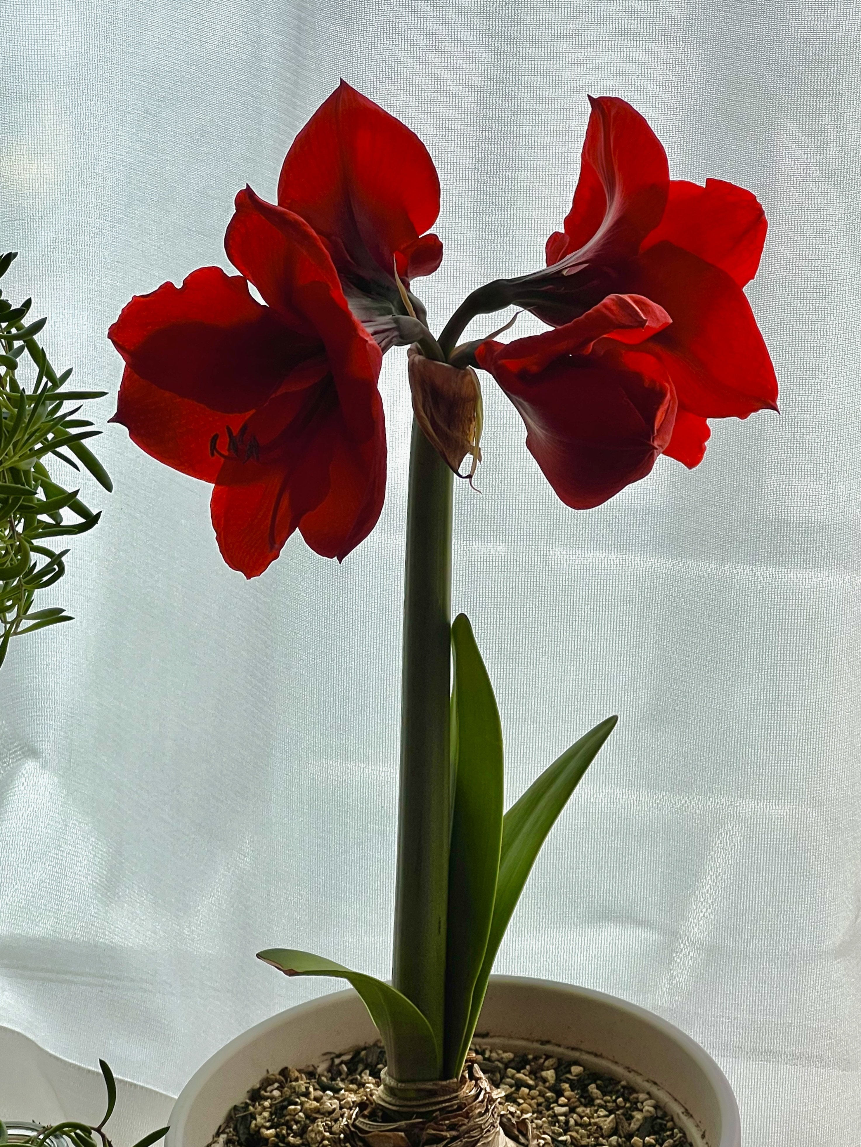 AIで作った フリル アマリリス 黒 球根 AIで作った アマリリス 黒 球根 アマリリスとは｜育て方がわかる植物