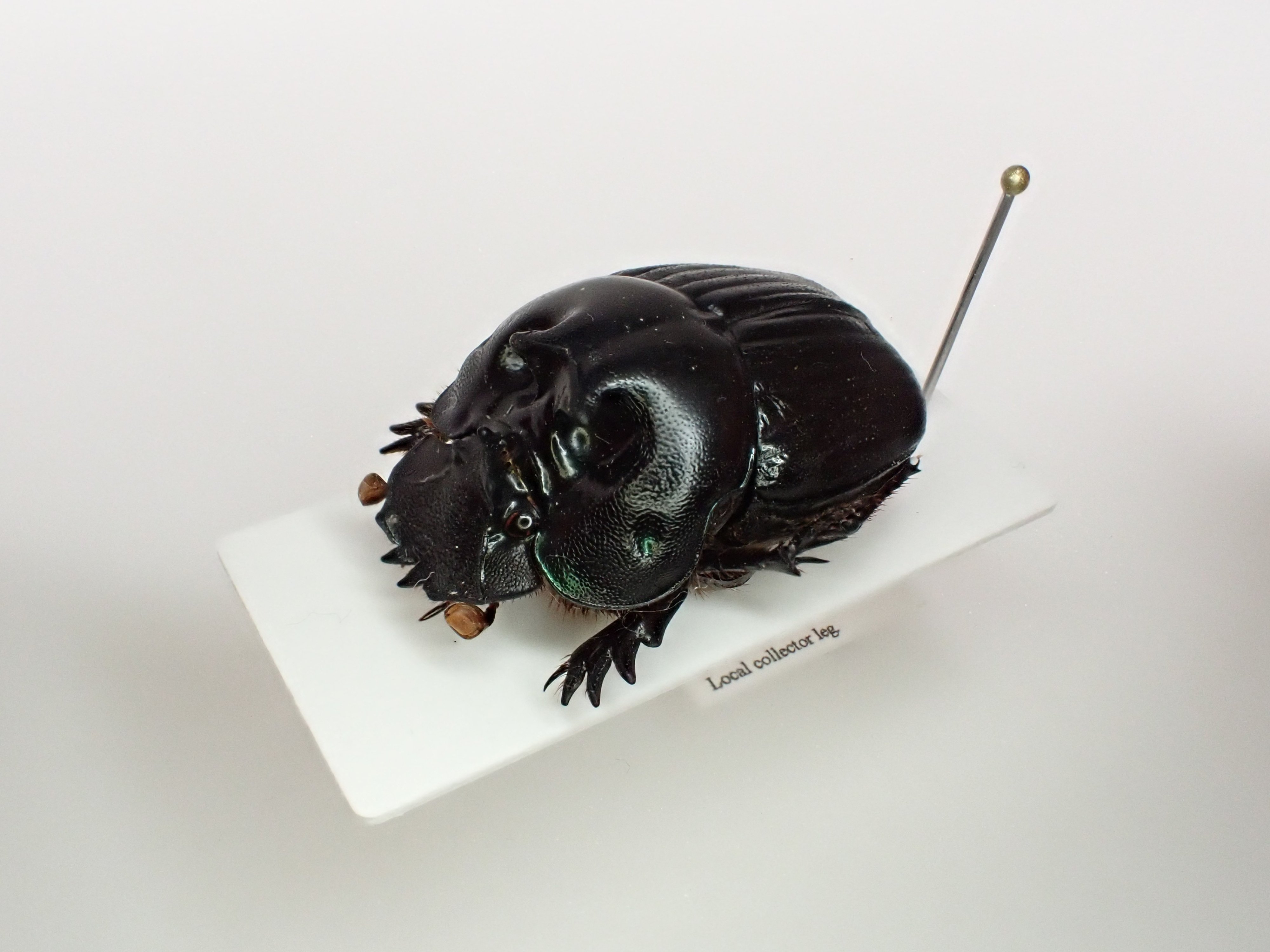 ニジダイコクコガネの魔力|京庵 ニジダイコクコガネの魔力|京庵