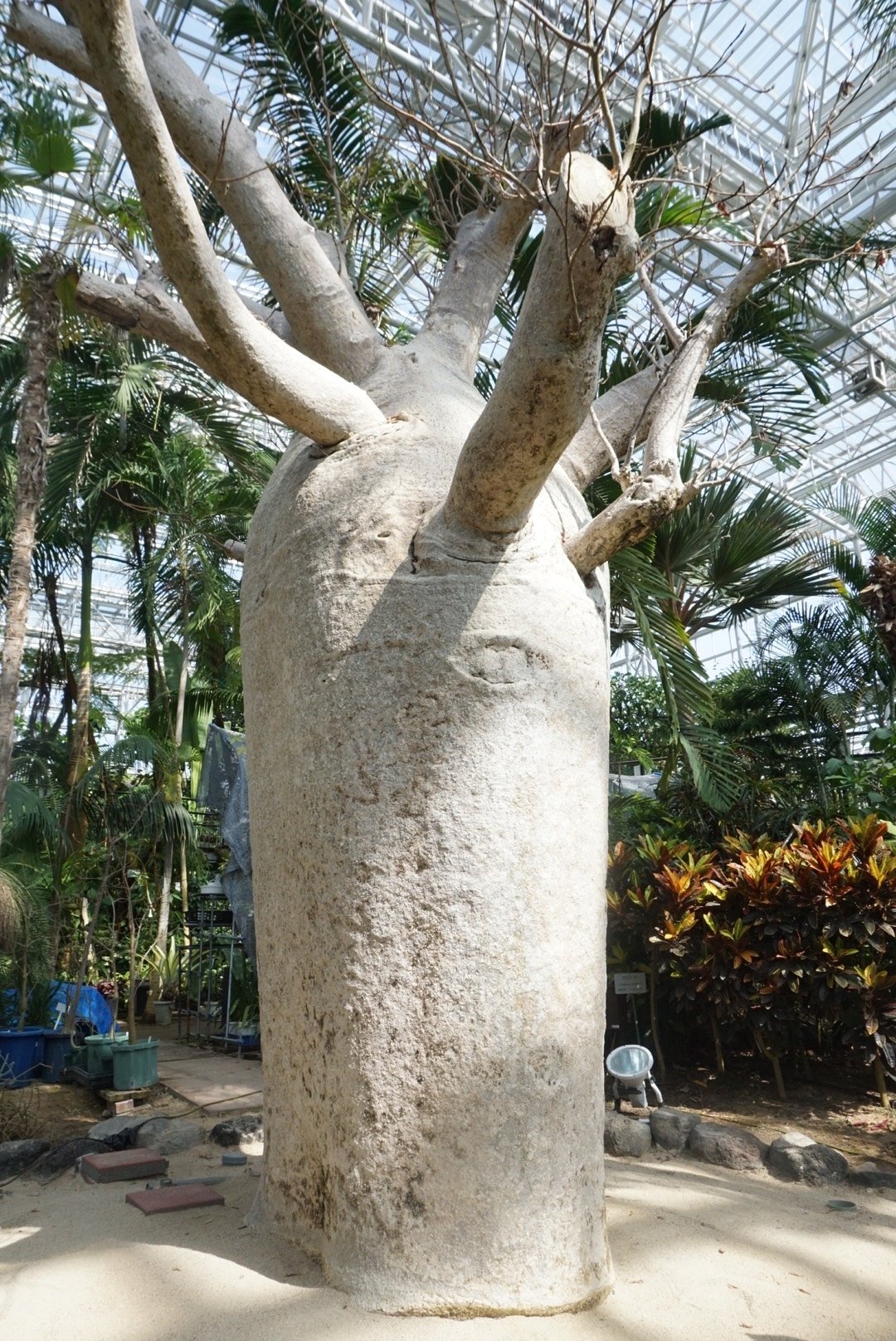 日本で会えるバオバブたち｜バオバブ堂