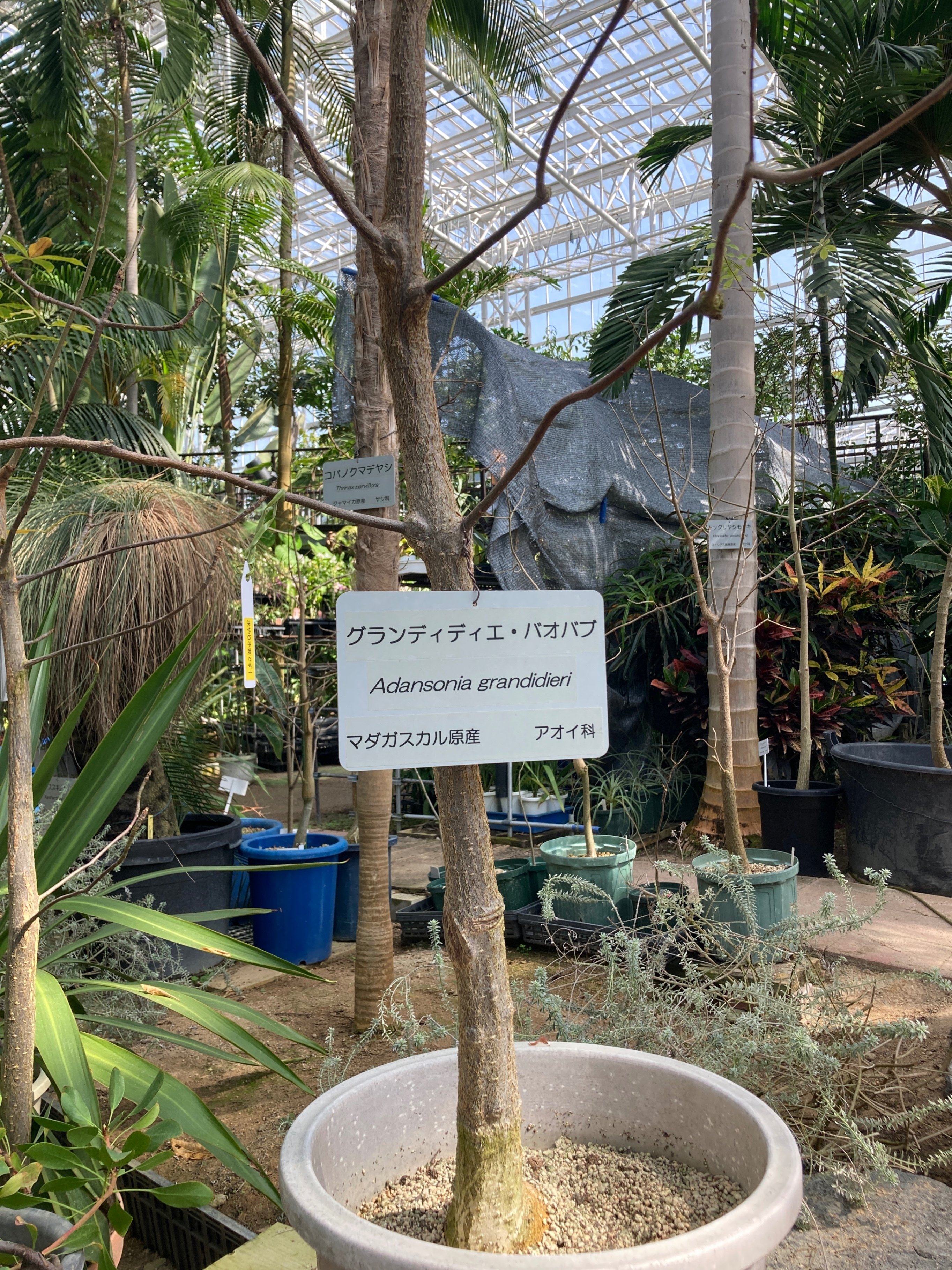 日本で会えるバオバブたち｜バオバブ堂