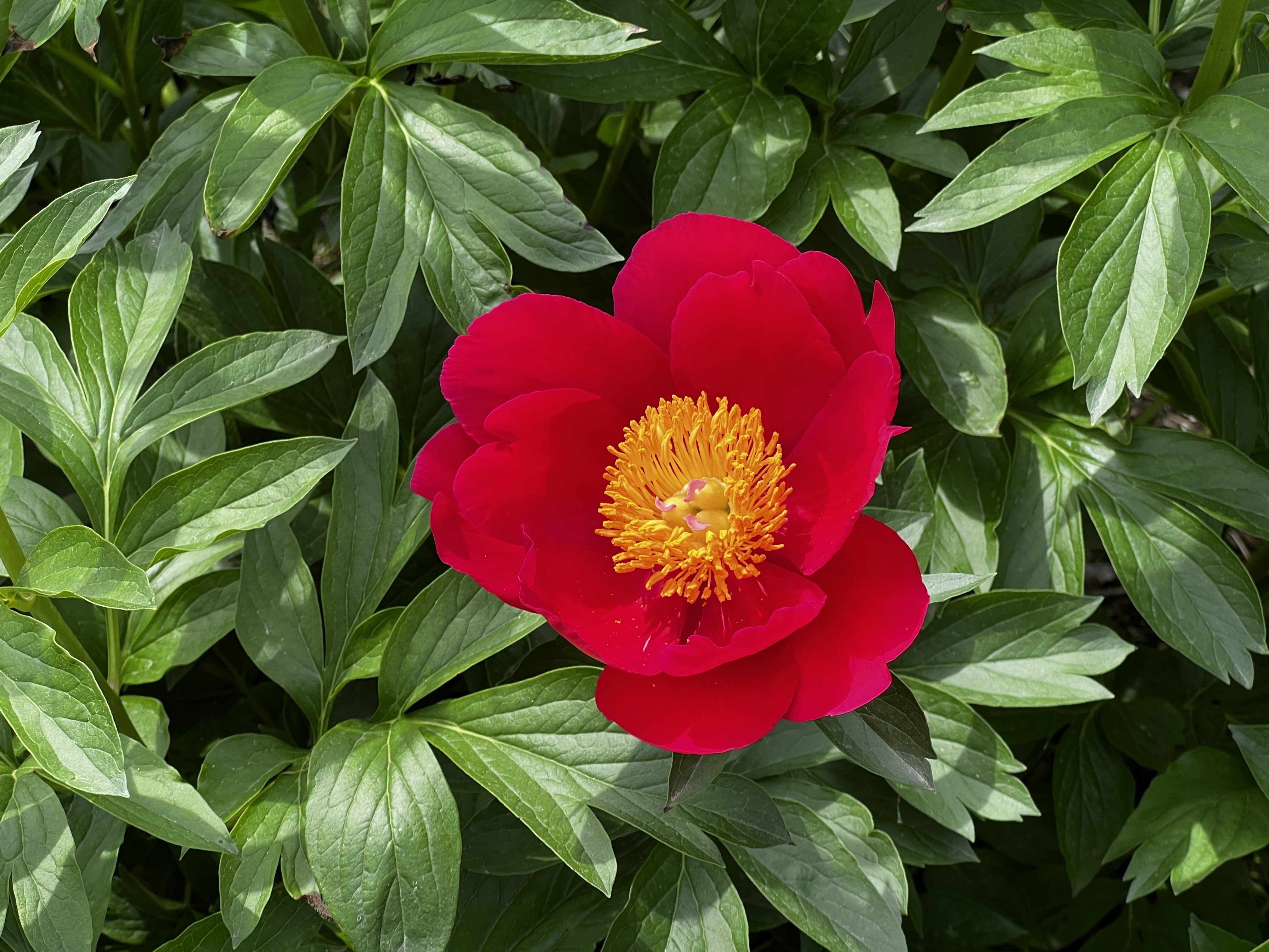 大人 可愛い 服  芍薬の品種｜日本花卉文化株式会社 花束・切花